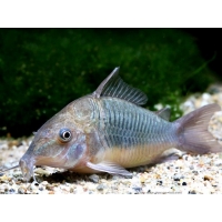Brochis Splendens Brochis Splendens